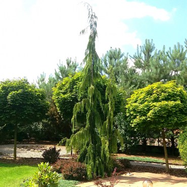 нут пендула